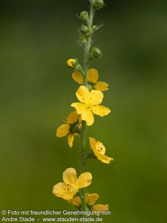 Kleiner Odermennig (Agrimonia eupatoria)