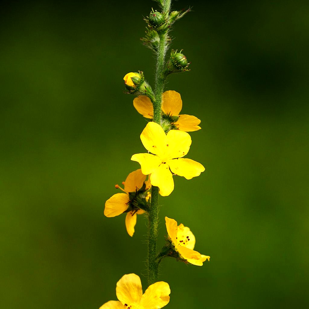 Kleiner Odermennig (Agrimonia eupatoria)