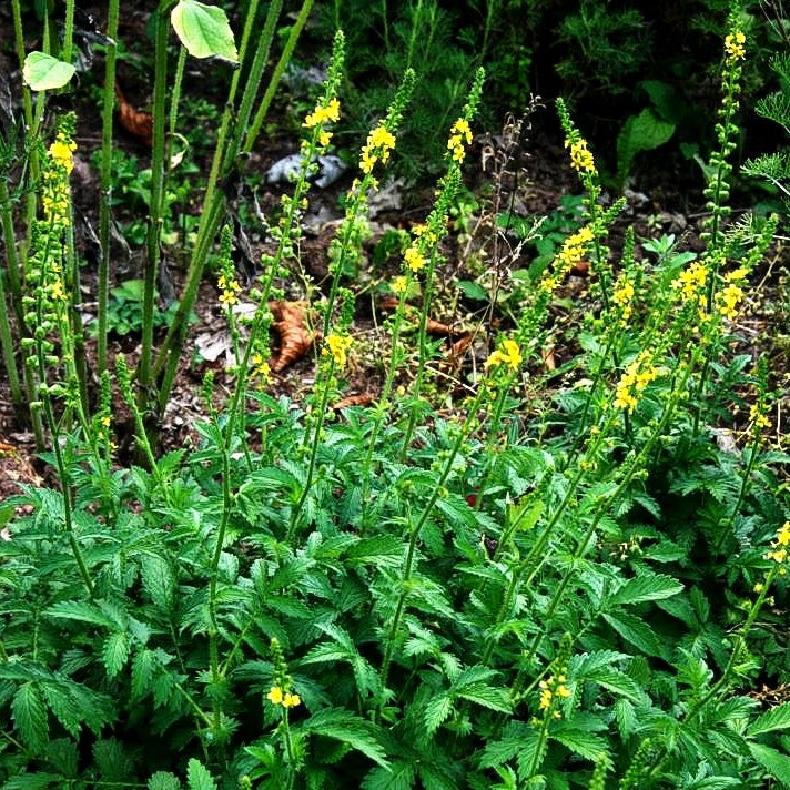 Kleiner Odermennig (Agrimonia eupatoria)