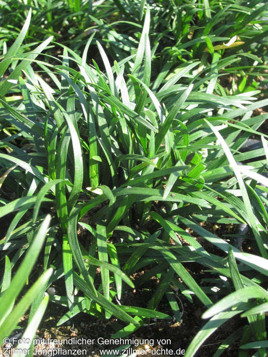 Kleiner Schlangenbart 'Minor' (Ophiopogon japonicus)