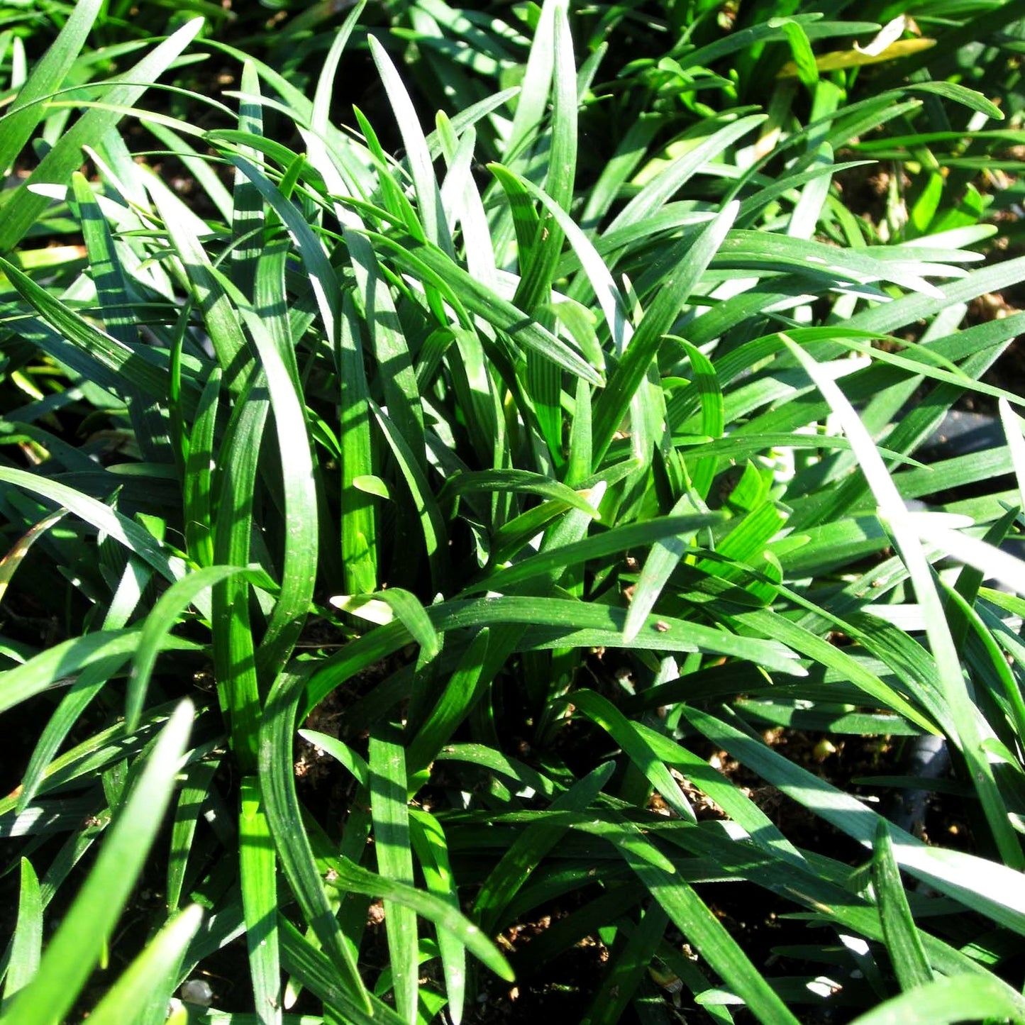 Kleiner Schlangenbart 'Minor' (Ophiopogon japonicus)
