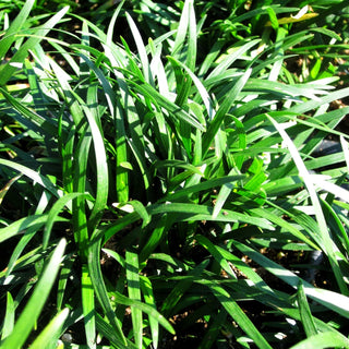 Kleiner Schlangenbart 'Minor' (Ophiopogon japonicus)