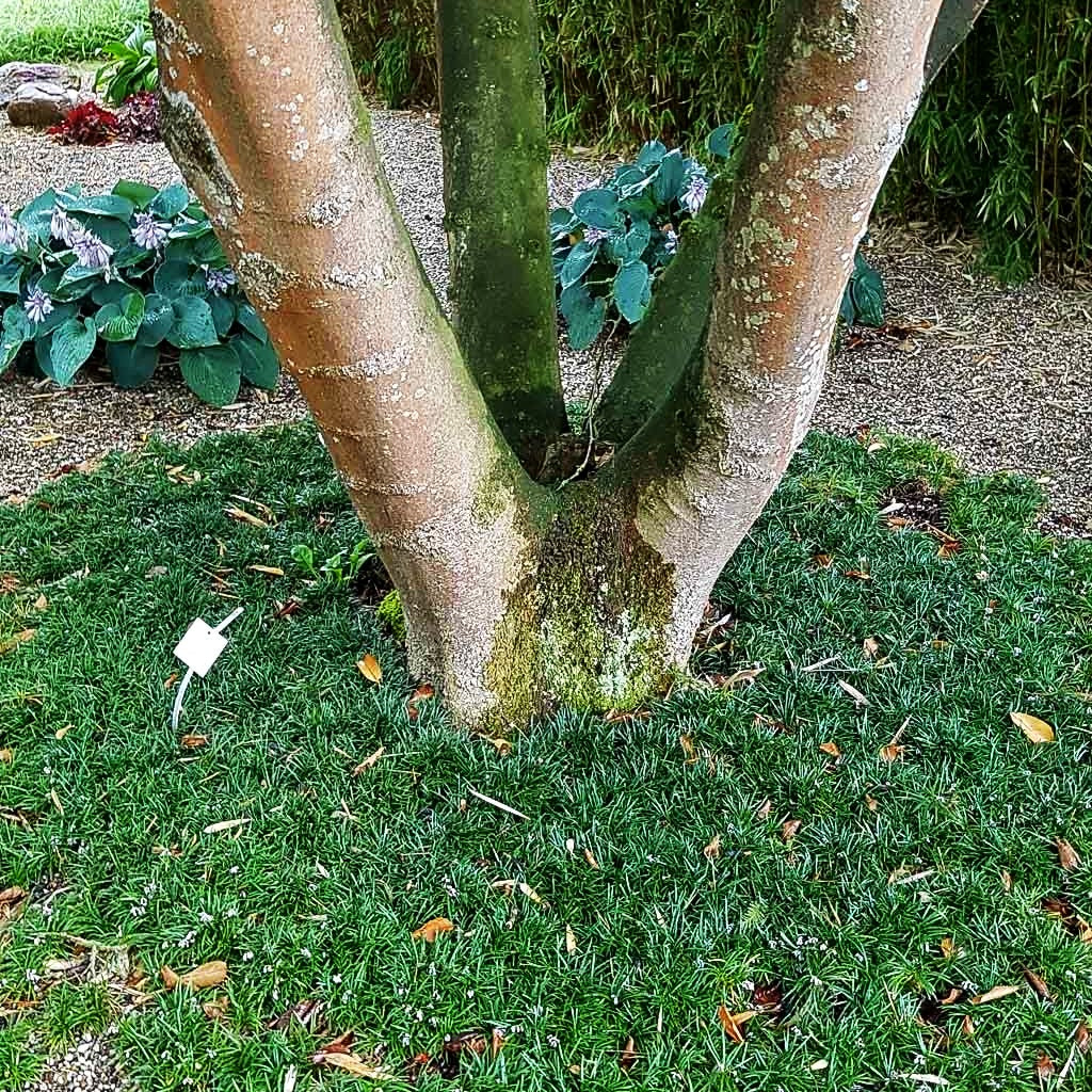 Kleiner Schlangenbart 'Minor' (Ophiopogon japonicus)