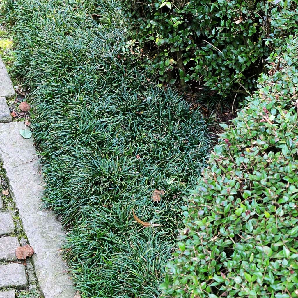 Kleiner Schlangenbart 'Minor' (Ophiopogon japonicus)