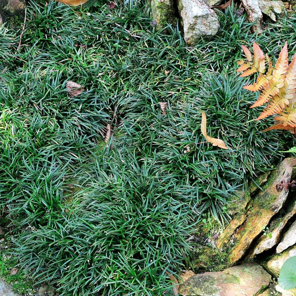 Kleiner Schlangenbart 'Minor' (Ophiopogon japonicus)