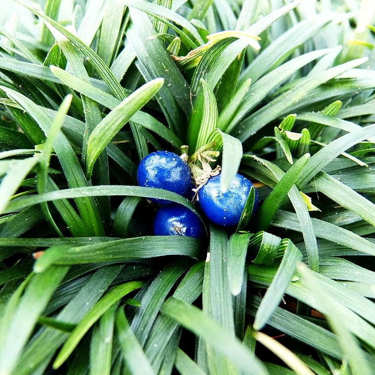 Kleiner Schlangenbart 'Minor' (Ophiopogon japonicus)