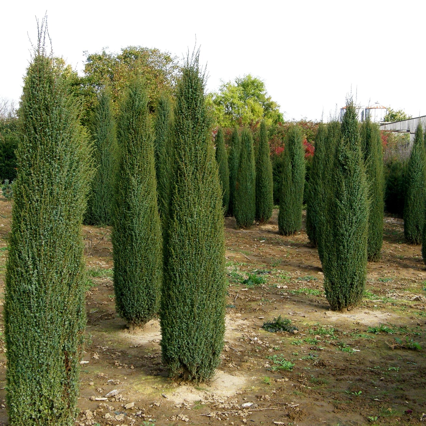 Kleiner schwedischer Säulen-Wacholder 'Suecica Nana' (Juniperus com.)