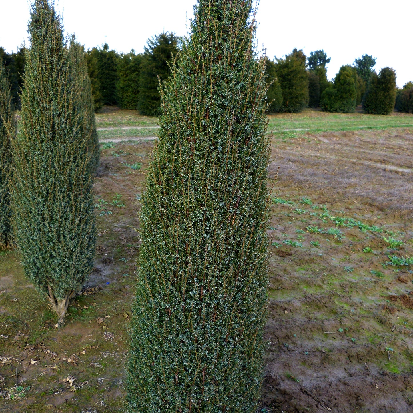 Kleiner schwedischer Säulen-Wacholder 'Suecica Nana' (Juniperus com.)