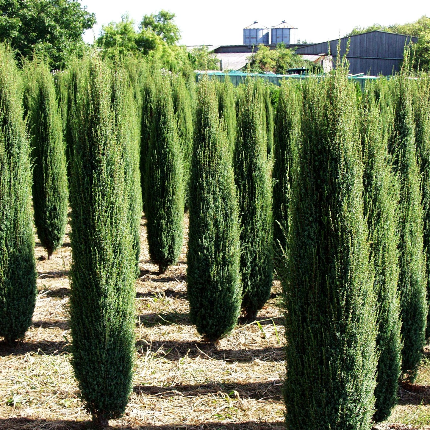 Kleiner schwedischer Säulen-Wacholder 'Suecica Nana' (Juniperus com.)