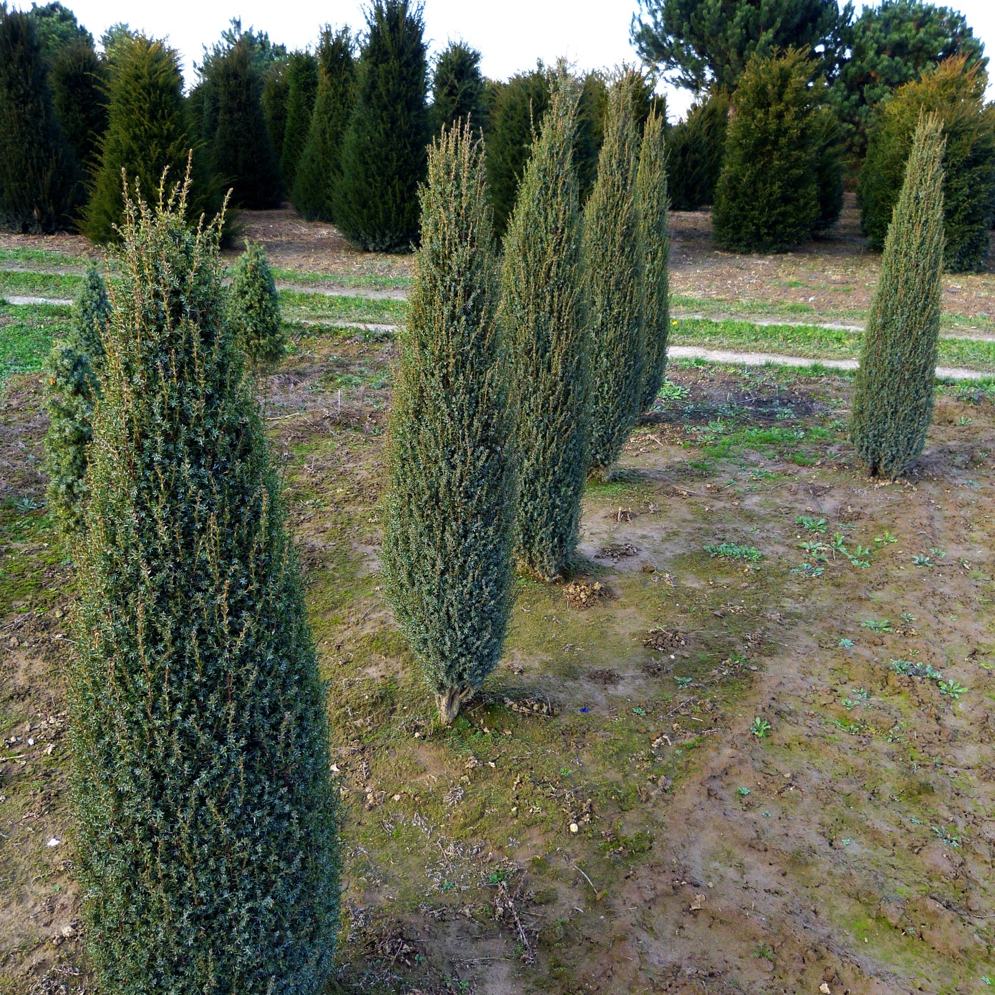 Kleiner schwedischer Säulen-Wacholder 'Suecica Nana' (Juniperus com.)