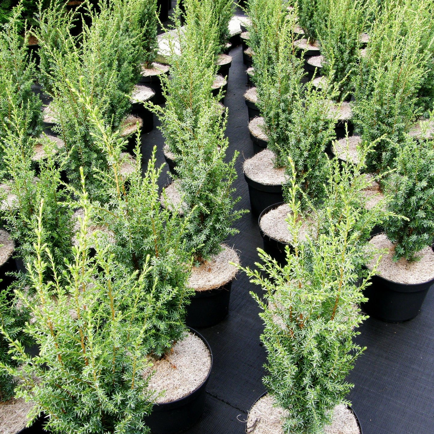 Kleiner schwedischer Säulen-Wacholder 'Suecica Nana' (Juniperus com.)