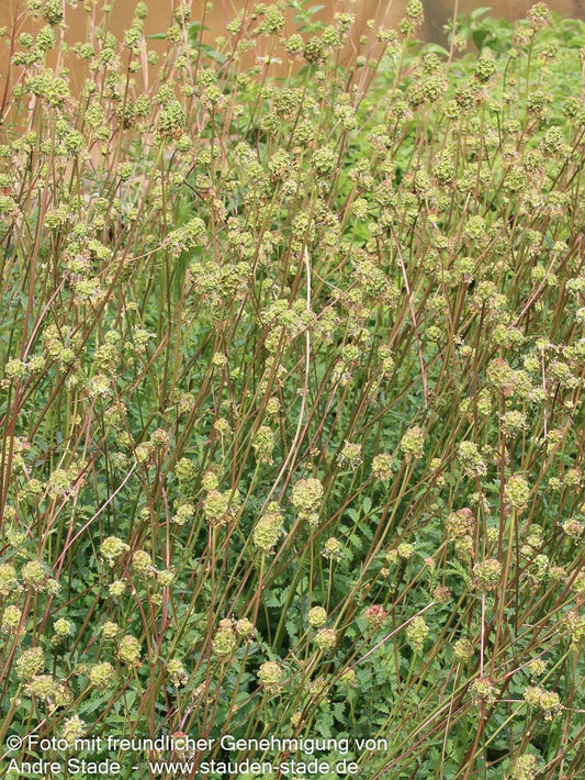 Kleiner Wiesenknopf, Pimpinelle (Sanguisorba minor)