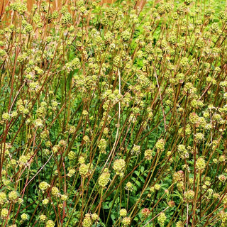 Kleiner Wiesenknopf, Pimpinelle (Sanguisorba minor)
