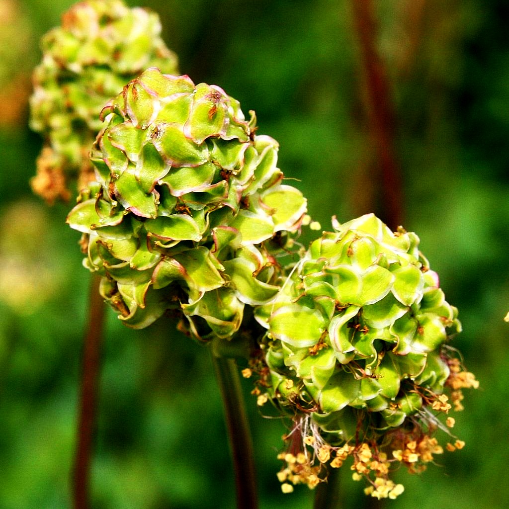 Kleiner Wiesenknopf, Pimpinelle (Sanguisorba minor)