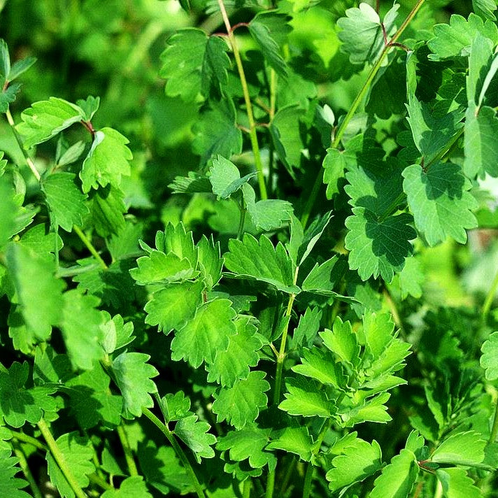Kleiner Wiesenknopf, Pimpinelle (Sanguisorba minor)