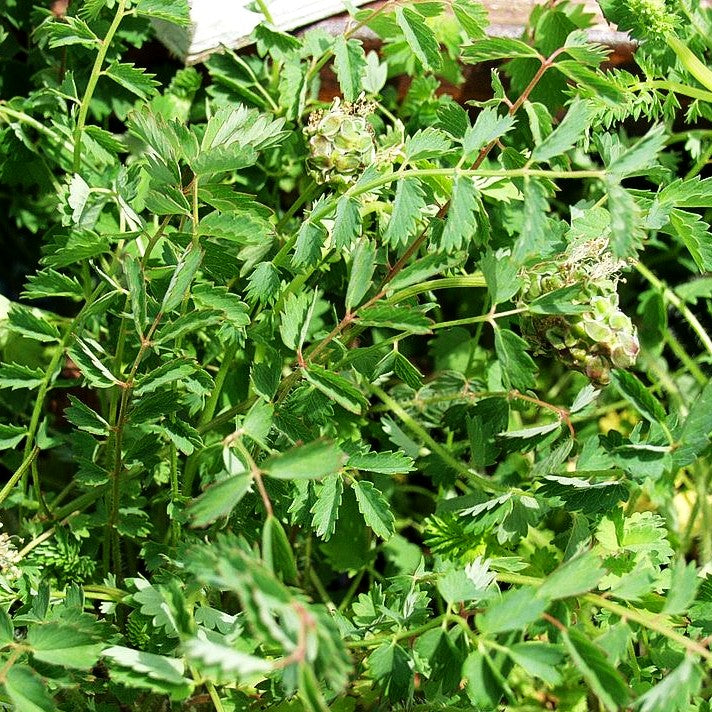 Kleiner Wiesenknopf, Pimpinelle (Sanguisorba minor)