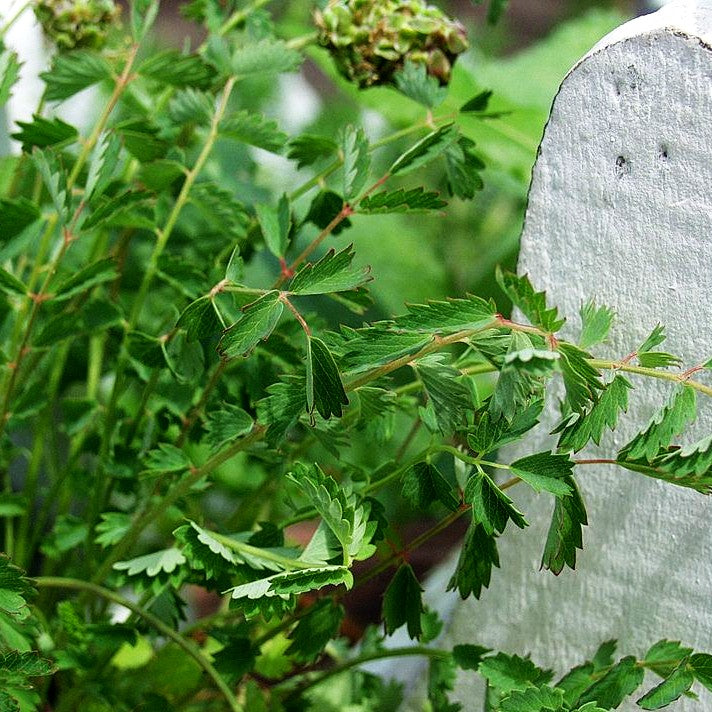Kleiner Wiesenknopf, Pimpinelle (Sanguisorba minor)
