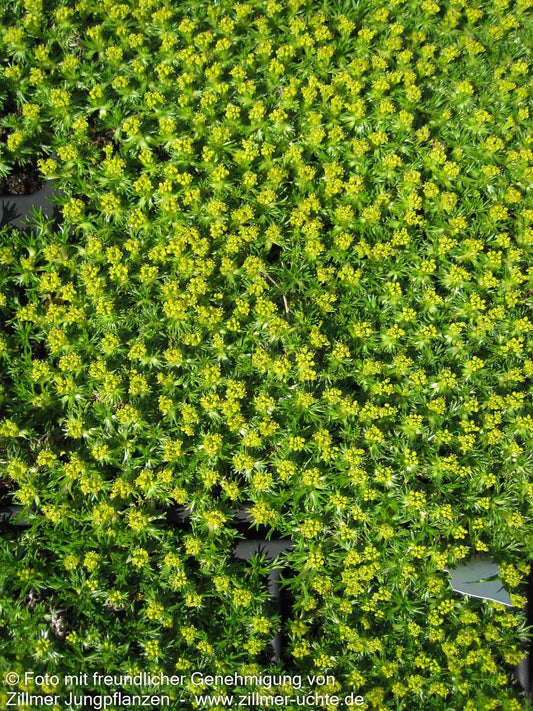 Kleines Andenpolster 'Nana' (Azorella trifurcata)