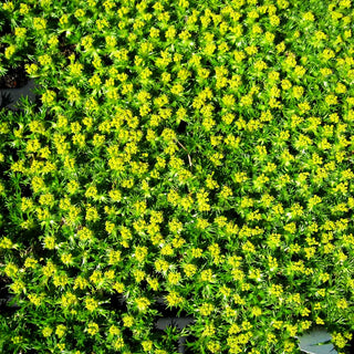 Kleines Andenpolster 'Nana' (Azorella trifurcata)