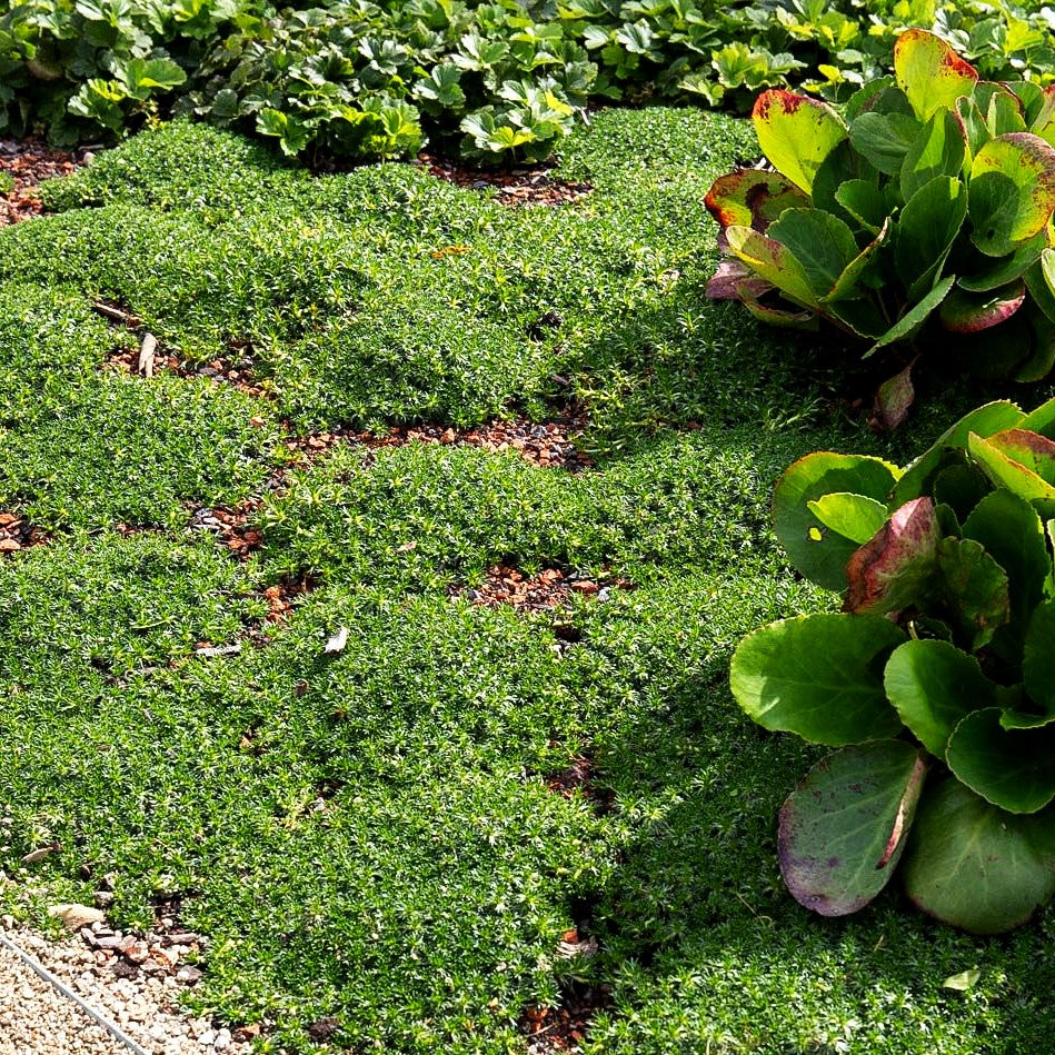 Kleines Andenpolster 'Nana' (Azorella trifurcata)