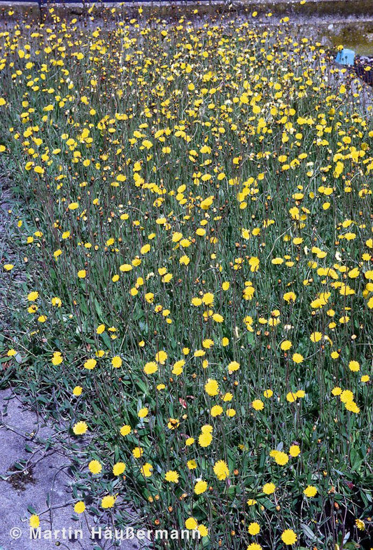 Kleines Habichtskraut (Hieracium pilosella)