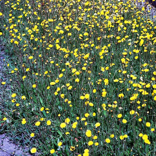 Kleines Habichtskraut (Hieracium pilosella)