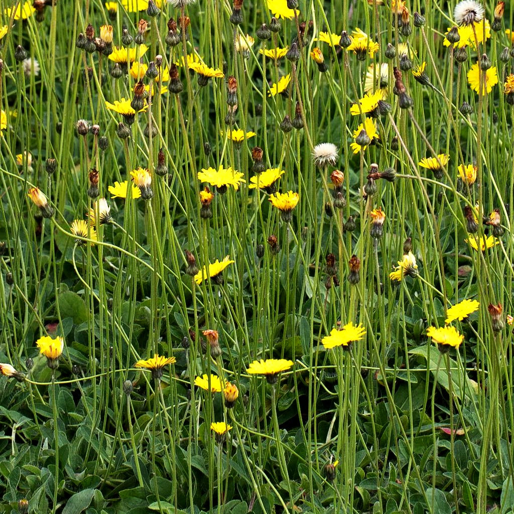 Kleines Habichtskraut (Hieracium pilosella)