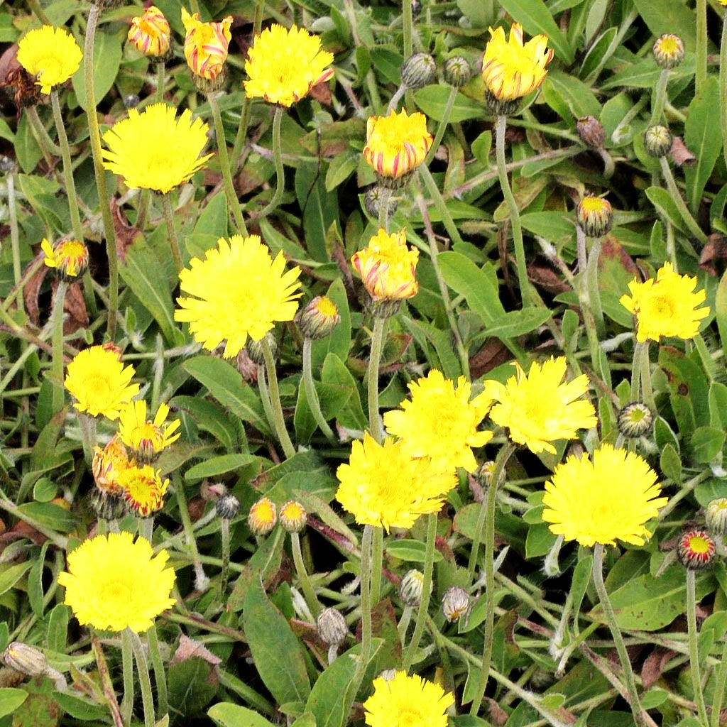 Kleines Habichtskraut (Hieracium pilosella)