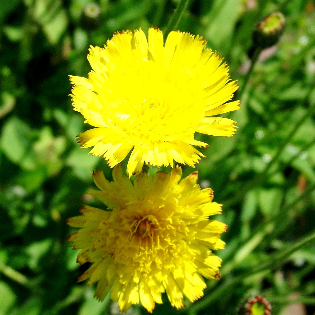 Kleines Habichtskraut (Hieracium pilosella)