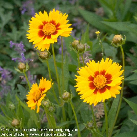 Kleines Mädchenauge 'Rotkehlchen' (Coreopsis lanceolata)