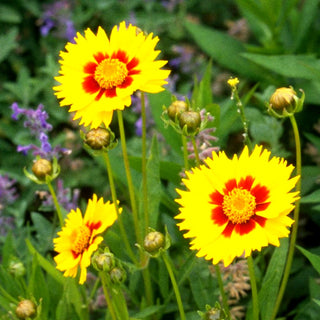 Kleines Mädchenauge 'Rotkehlchen' (Coreopsis lanceolata)
