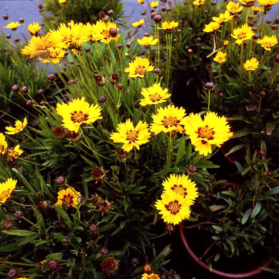 Kleines Mädchenauge 'Rotkehlchen' (Coreopsis lanceolata)