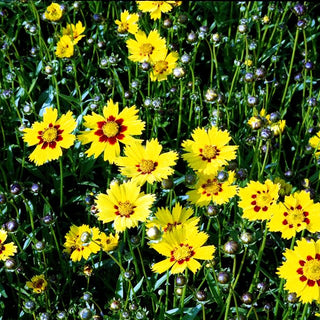 Kleines Mädchenauge 'Sterntaler' (Coreopsis lanceolata)