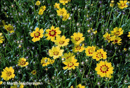Kleines Mädchenauge 'Sterntaler' (Coreopsis lanceolata)
