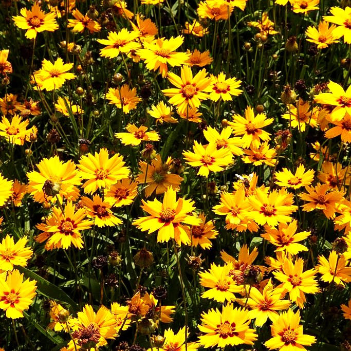 Kleines Mädchenauge 'Sterntaler' (Coreopsis lanceolata)