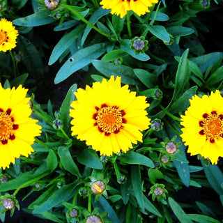 Kleines Mädchenauge 'Walter' (Coreopsis lanceolata)