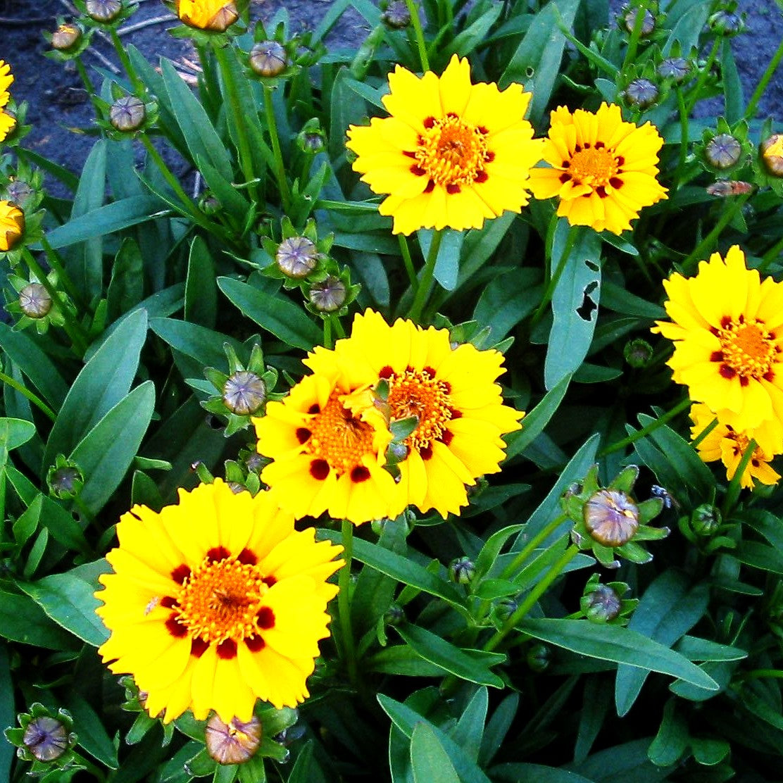 Kleines Mädchenauge 'Walter' (Coreopsis lanceolata)