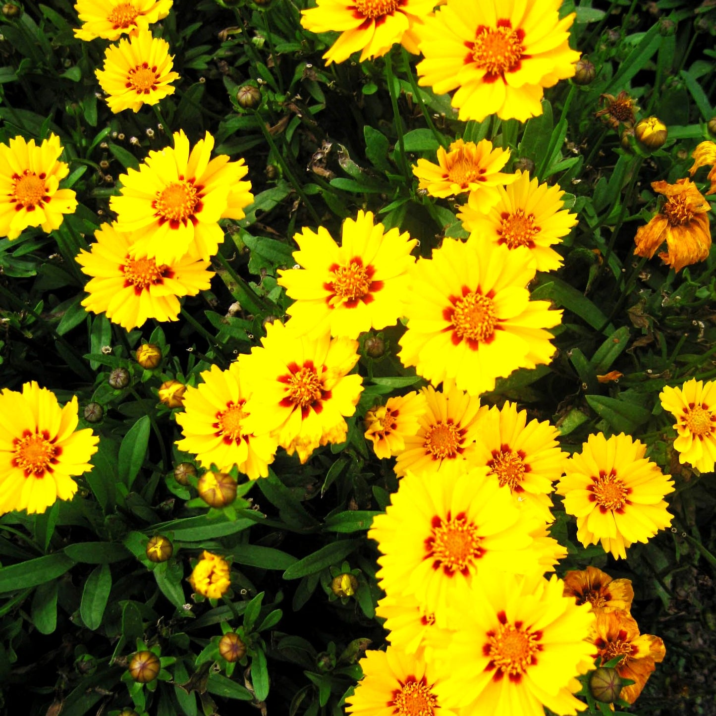 Kleines Mädchenauge 'Walter' (Coreopsis lanceolata)