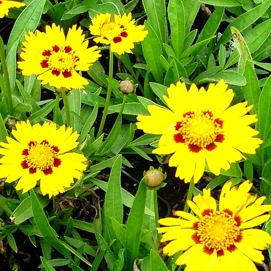 Kleines Mädchenauge 'Walter' (Coreopsis lanceolata)