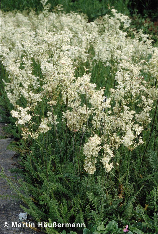 Kleines Mädesüß (Filipendula vulgaris)
