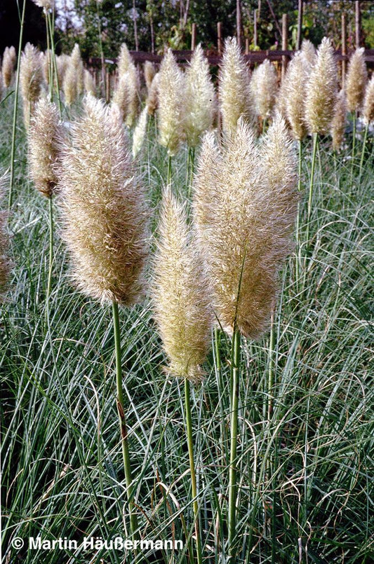 Kleines Pampasgras 'Pumila' (Cortaderia selloana)