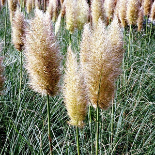 Kleines Pampasgras 'Pumila' (Cortaderia selloana)