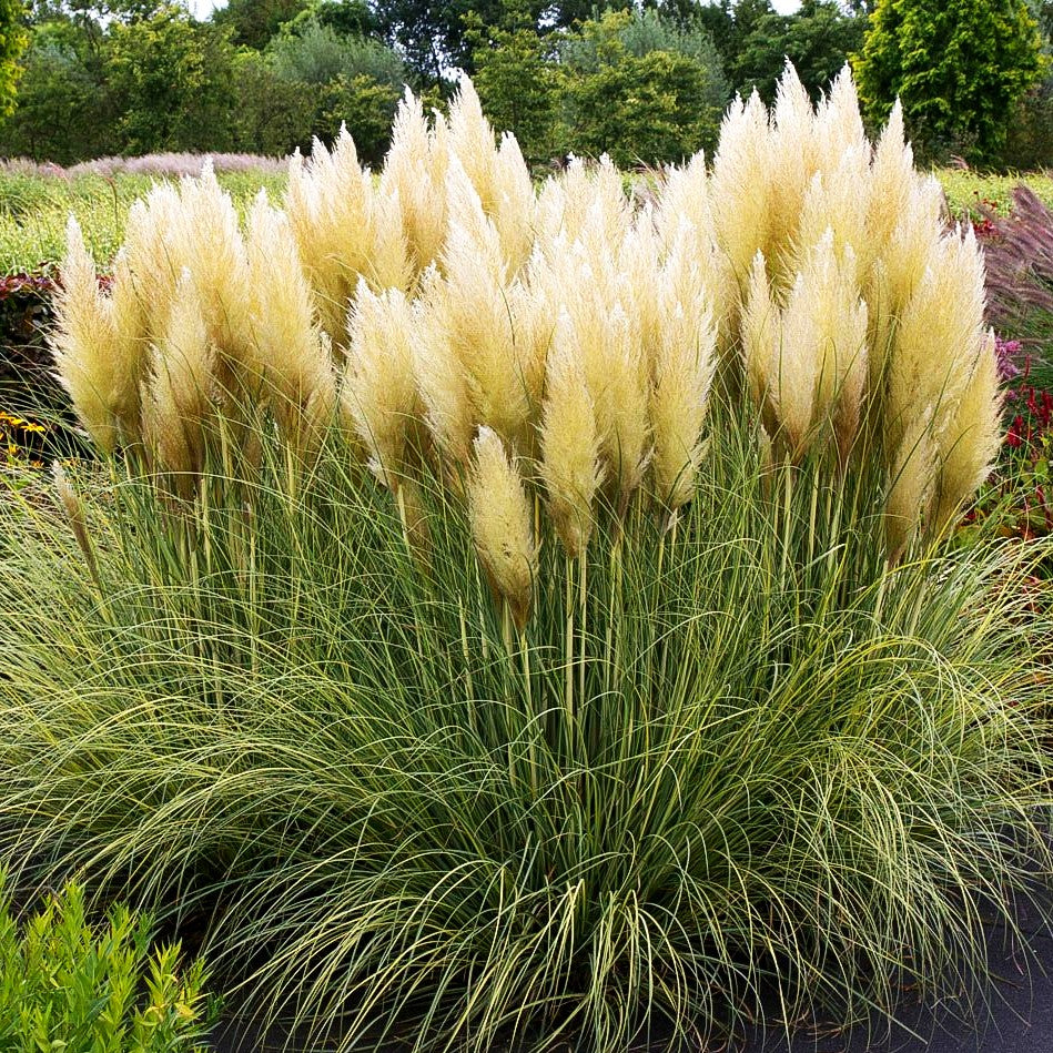 Kleines Pampasgras 'Pumila' (Cortaderia selloana)
