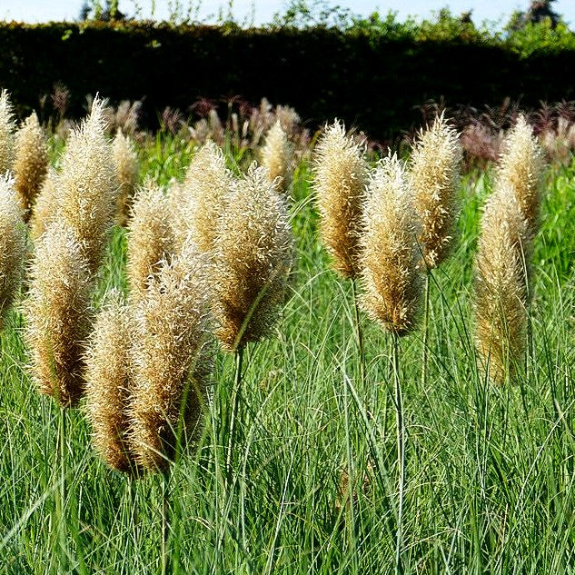Kleines Pampasgras 'Pumila' (Cortaderia selloana)
