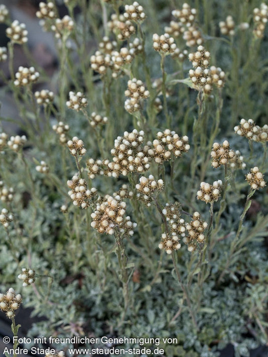 Kleines Perlkörbchen (Anaphalis alpicola)
