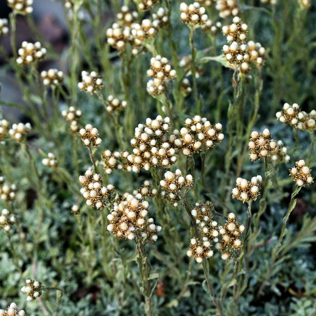 Kleines Perlkörbchen (Anaphalis alpicola)