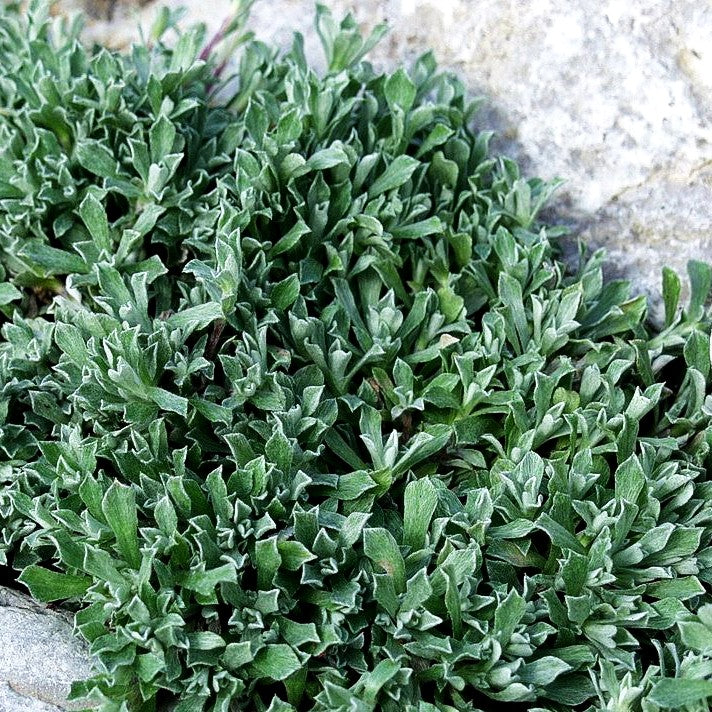 Kleines Perlkörbchen (Anaphalis alpicola)