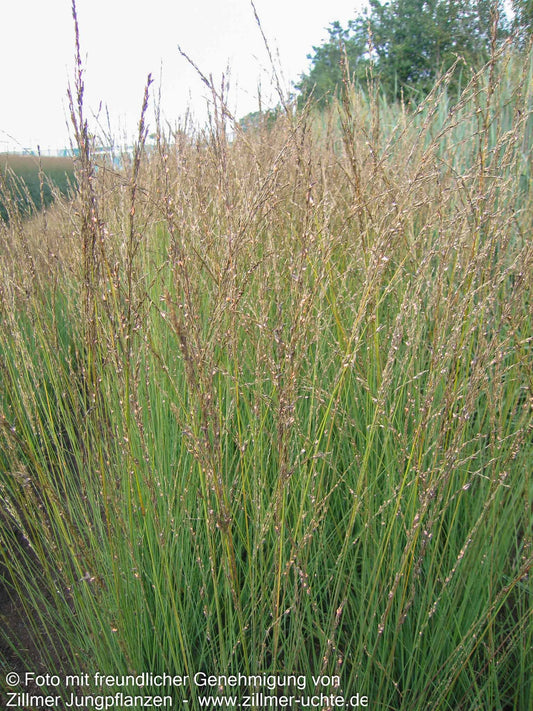 Kleines Pfeifengras 'Heidebraut' (Molinia caerulea)
