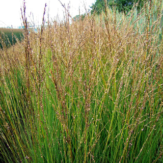 Kleines Pfeifengras 'Heidebraut' (Molinia caerulea)