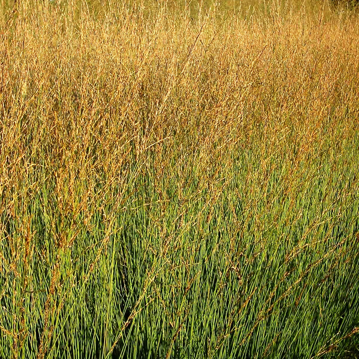 Kleines Pfeifengras 'Heidebraut' (Molinia caerulea)